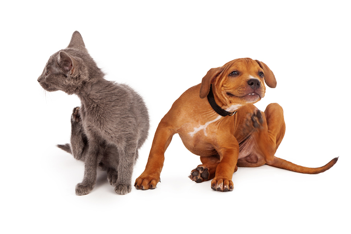 how do i know if my dog is allergic to my cat